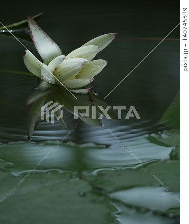 美しい水生植物スイレン 美しい水生植物スイレン 140745319