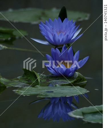 美しい水生植物スイレン 美しい水生植物スイレン 140745321