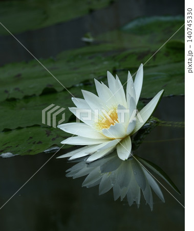 美しい水生植物スイレン 美しい水生植物スイレン 140745330