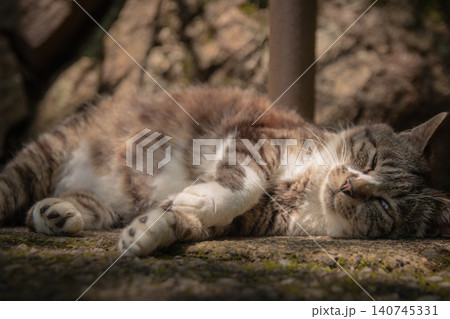陽だまりの中で気持ちよさそうにお昼寝する猫 陽だまりの中で気持ちよさそうにお昼寝する猫 140745331