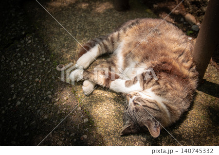 陽だまりの中で気持ちよさそうにお昼寝する猫 陽だまりの中で気持ちよさそうにお昼寝する猫 140745332