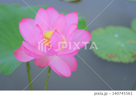 夏の池を彩る鮮やかな蓮の花 140745561