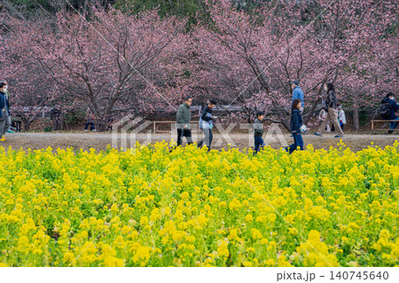 浜松市の東大山の河津桜の風景(静岡県) 浜松市の東大山の河津桜の風景(静岡県) 140745640