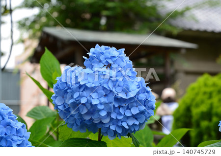 白山神社のアジサイ祭り 140745729