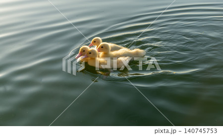 Cute baby ducks gathering around a floating wooden board on a lake 140745753