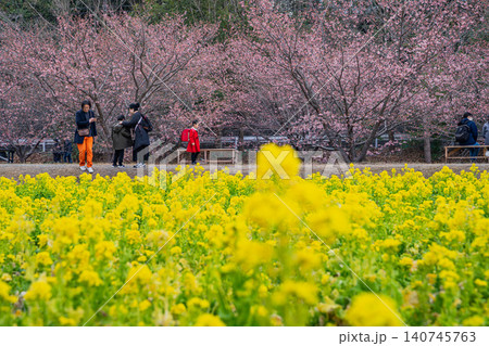 浜松市の東大山の河津桜の風景(静岡県) 浜松市の東大山の河津桜の風景(静岡県) 140745763