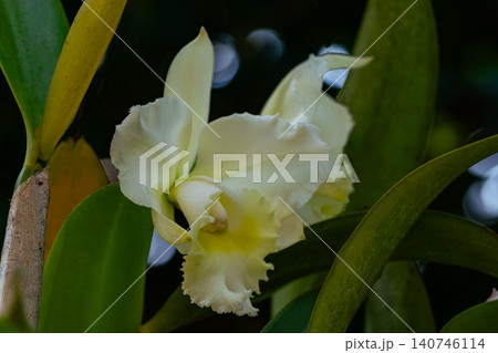 Closeup view of blooming white Cattleya orchid flower Closeup view of blooming white Cattleya orchid flower 140746114
