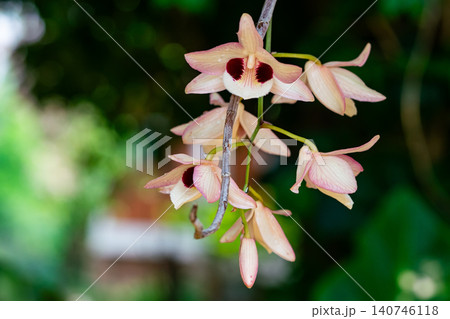 Closeup view of pink Dendrobium pulchellum orchid flowers Closeup view of pink Dendrobium pulchellum orchid flowers 140746118