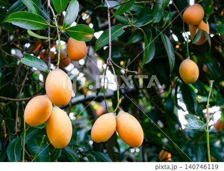 Bunches of marian prum fruit Bunches of marian prum fruit 140746119