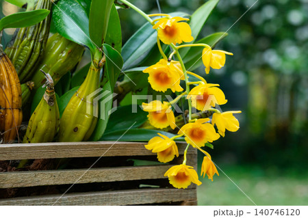 Blooming tropical Dendrobium chrysotoxum orchid flower 140746120