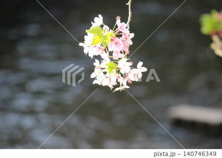 川に咲く桜 川に咲く桜 140746349
