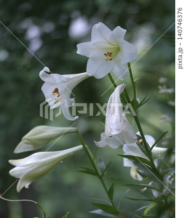 華やか美しいユリの花 140746376