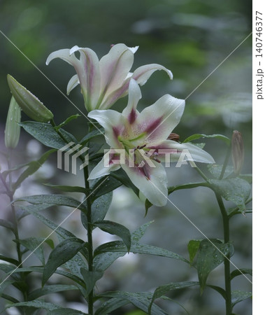 華やか美しいユリの花 140746377