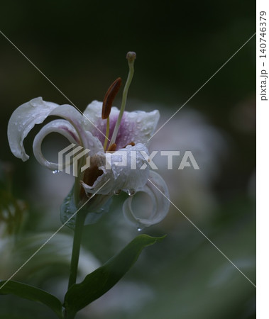 華やか美しいユリの花 140746379