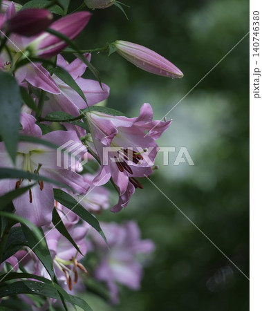 華やか美しいユリの花 140746380