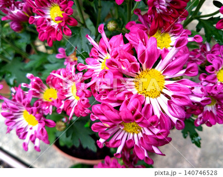鮮やかな赤紫色が咲き誇るスプレーマムの花 鮮やかな赤紫色が咲き誇るスプレーマムの花 140746528
