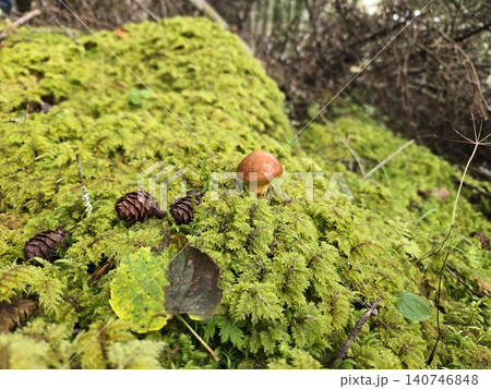 富士山のカラマツ林の苔の中に自生する天然のハナイグチ 富士山のカラマツ林の苔の中に自生する天然のハナイグチ 140746848