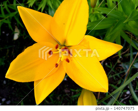 鮮やかな黄色に咲くユリの花を真上から捉えたクローズアップ 鮮やかな黄色に咲くユリの花を真上から捉えたクローズアップ 140747075