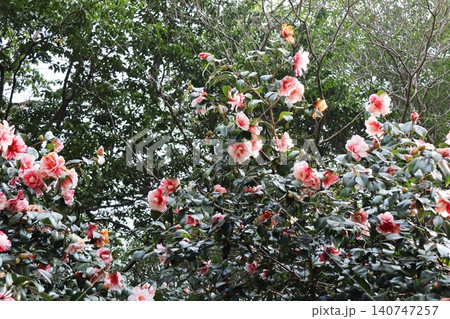 白地に朱色のツバキの花 タカラアワセ 白地に朱色のツバキの花 タカラアワセ 140747257