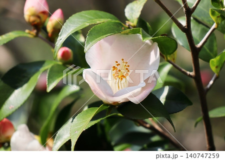 薄ピンク色のツバキの花 薄ピンク色のツバキの花 140747259