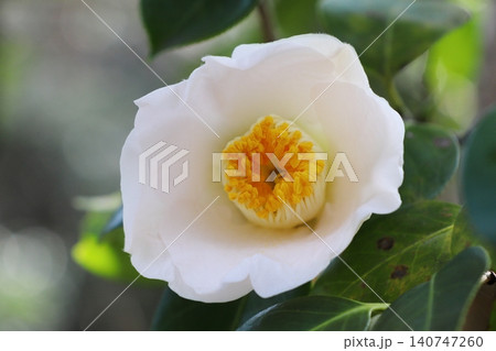 白い色のツバキの花 140747260