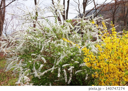 雪柳の白い花とレンギョウの黄色い花 140747274