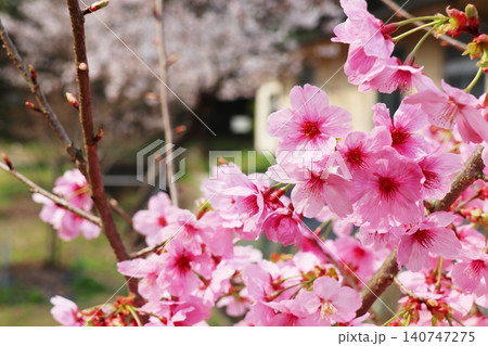 濃いピンク色の桜の花　陽光桜 140747275