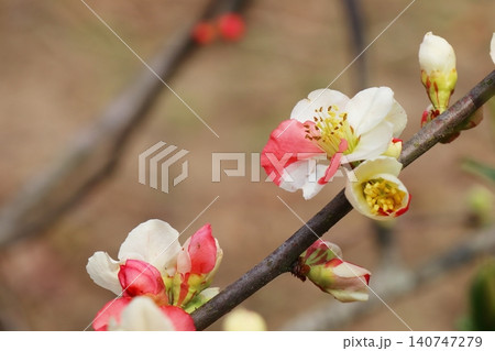 白地にピンクのボケの花 白地にピンクのボケの花 140747279