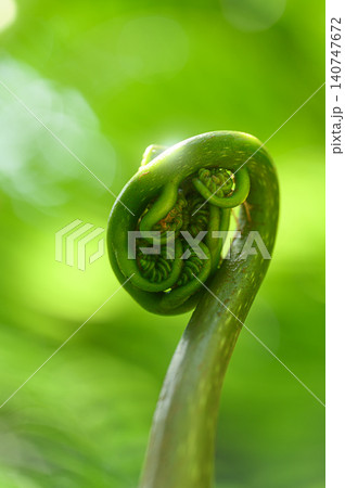 渦を巻くシダ植物の新芽 渦を巻くシダ植物の新芽 140747672
