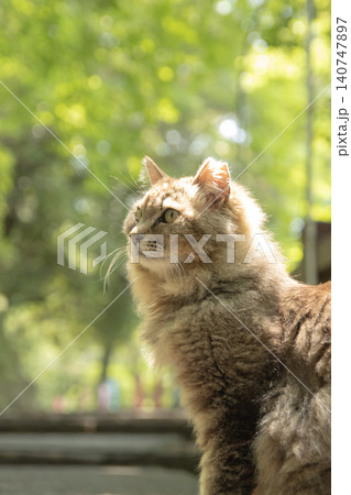 木漏れ日の中で佇む長毛猫のポートレート 140747897