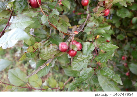 Red Plums Growing on Tree Branch with Green Leaves. 140747954