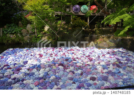 あじさいの水中花 あじさいの水中花 140748185