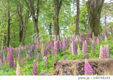新緑の森に咲く色鮮やかなルピナスの花畑 新緑の森に咲く色鮮やかなルピナスの花畑 140748283