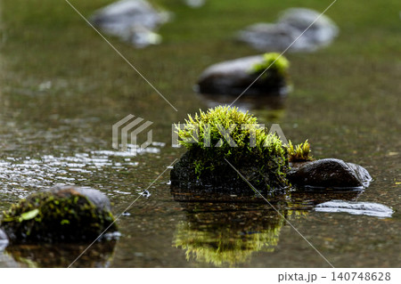 北海道白老町、白老親水公園の苔【6月】 北海道白老町、白老親水公園の苔【6月】 140748628