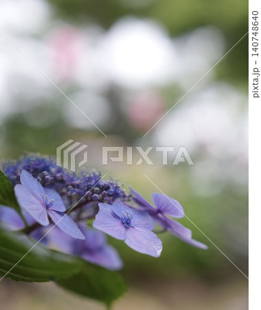 可愛アジサイの花 可愛アジサイの花 140748640