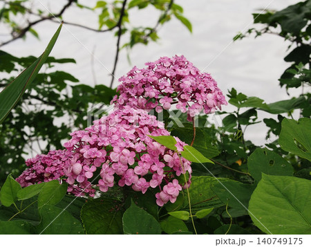 川岸のピンクのウズアジサイの花(うすい赤色のオタフクアジサイのクローズアップ) 川岸のピンクのウズアジサイの花(うすい赤色のオタフクアジサイのクローズアップ) 140749175