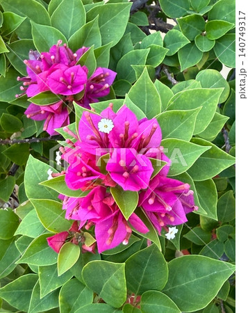 Close Up of Pink Bougainvillea Flowers with Fresh Green Leaves Close Up of Pink Bougainvillea Flowers with Fresh Green Leaves 140749317