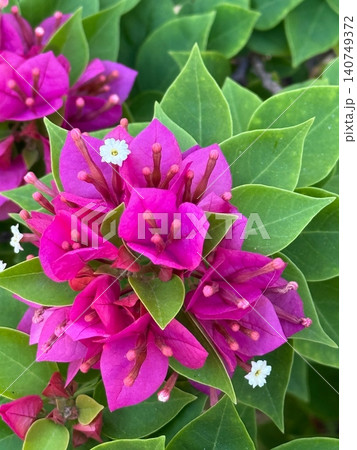 Vivid Magenta Bougainvillea Bracts with Tiny White Flowers Close Up Vivid Magenta Bougainvillea Bracts with Tiny White Flowers Close Up 140749372