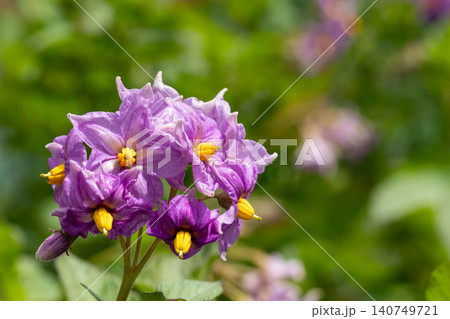 紫色のじゃがいもの花のクローズアップ 140749721
