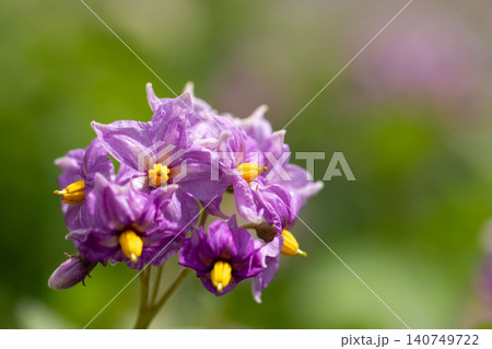 紫色のじゃがいもの花と緑の背景 140749722