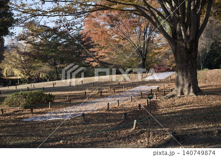 落葉と秋の公園 落葉と秋の公園 140749874