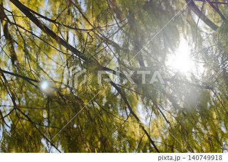 Sunlight Streaming Through Dense Willow Branches Backlit Upward View 140749918