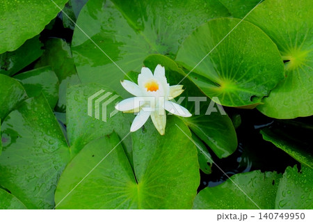 公園に咲いた白い睡蓮の花 公園に咲いた白い睡蓮の花 140749950