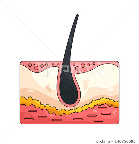Illustration of hair follicle in skin layers Illustration of hair follicle in skin layers 140750093