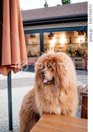 Fluffy red Tibetan Mastiff dog standing on paving stones in the backyard Fluffy red Tibetan Mastiff dog standing on paving stones in the backyard 140750472