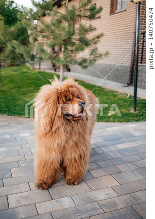 Fluffy red Tibetan Mastiff dog standing on paving stones in the backyard 140750474