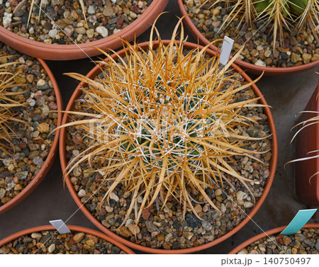 Spherical cactus Ferocactus chrysacanthus in a pot Spherical cactus Ferocactus chrysacanthus in a pot 140750497
