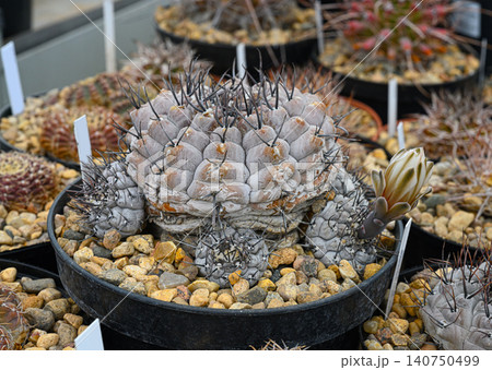 Gymnocalycium stellatum cactus with short black spikes 140750499