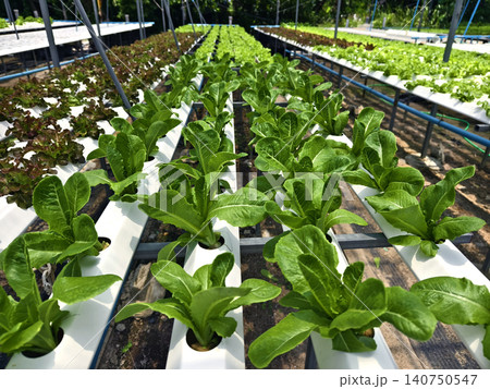 Rows hydroponic lettuce seedlings in greenhouse, commercial farming operation with white rows 140750547