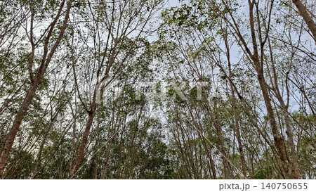Low Angle View of Dense Rubber Tree Branches Low Angle View of Dense Rubber Tree Branches 140750655